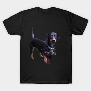 Tuff Dachshund sticker T-Shirt